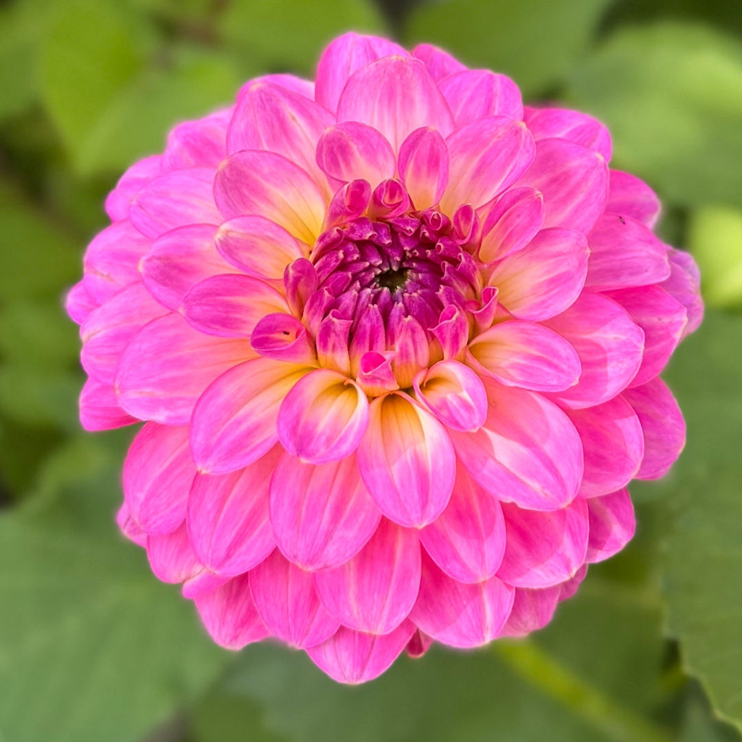 1st Year Seedlings - 2025