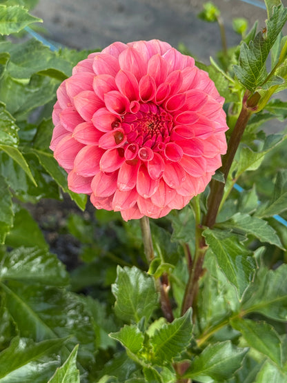 SC Keltie Rose