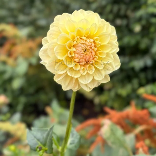 LTF Lemon Blush - 1 Cutting