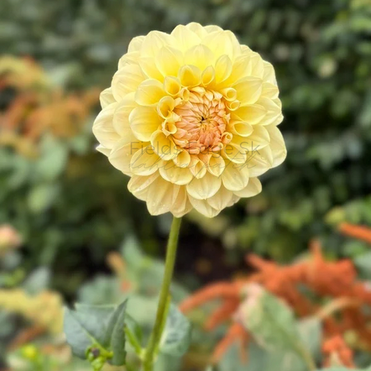 LTF Lemon Blush - 1 Cutting