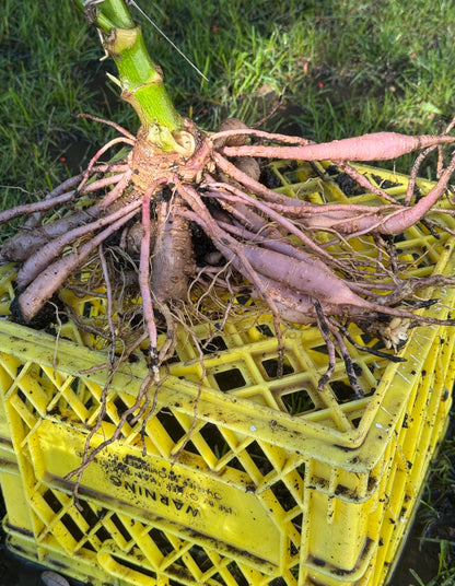 Seedling 2616