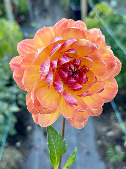 Pam Howden