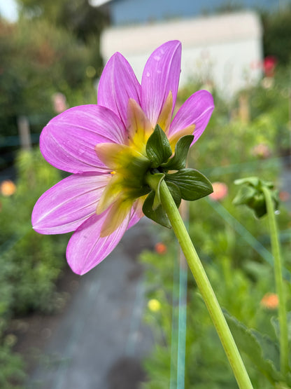 Seedling 2602