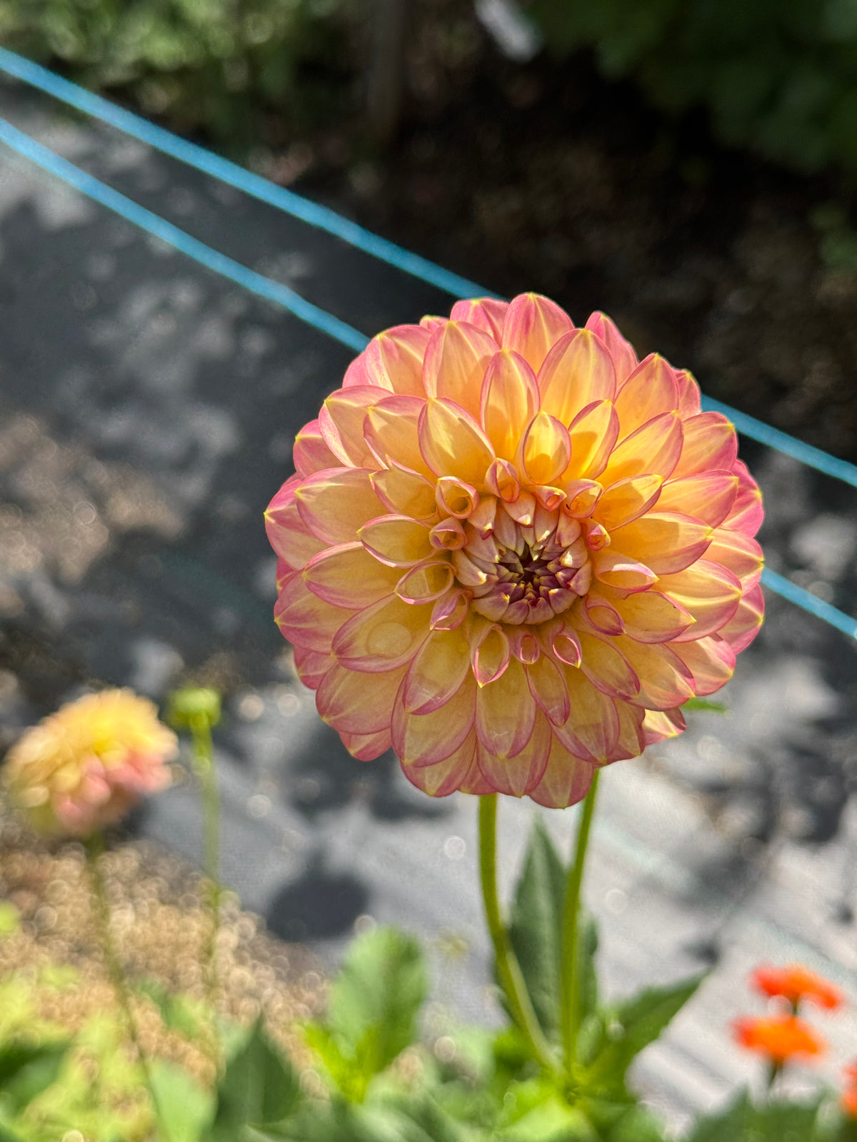 Seedling 2507