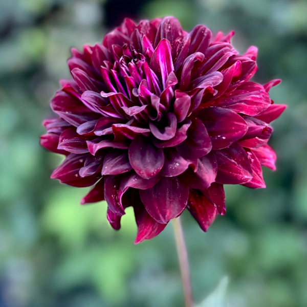 Hollyhill Black Beauty