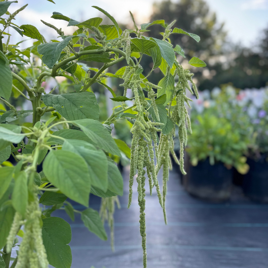 Amaranth - Emerald Tassels