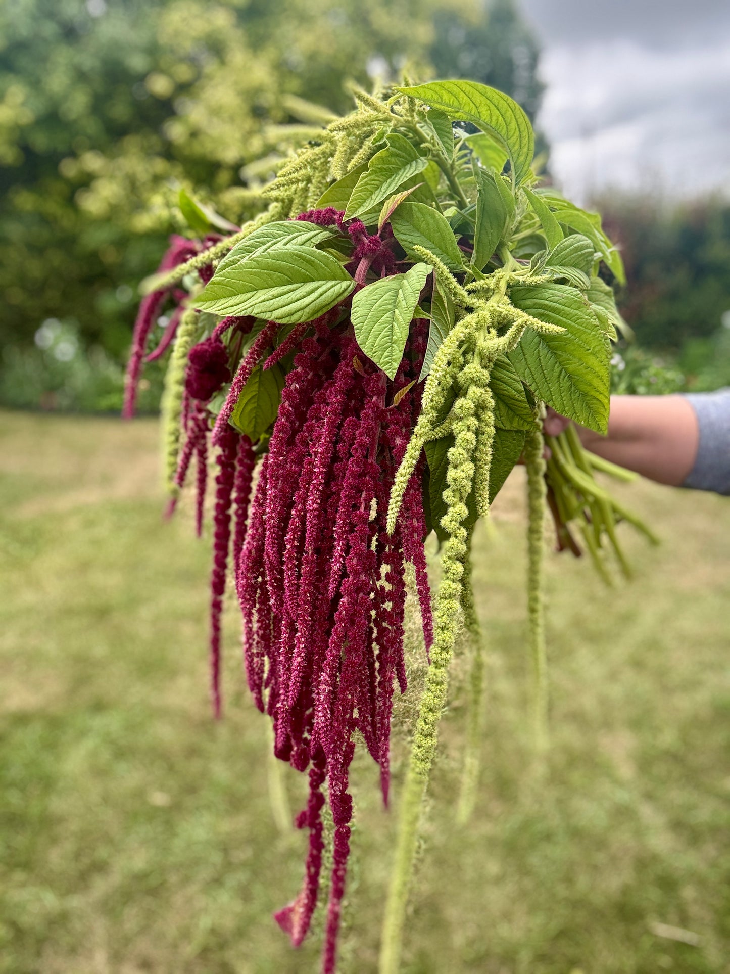 Amaranth - Love Lies Bleeding