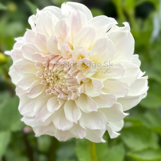 Irish Ruffles  - 1 Cutting