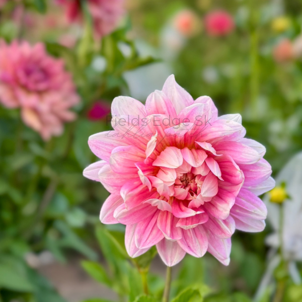 Hollyhill Pink Parfait  - 1 Cutting