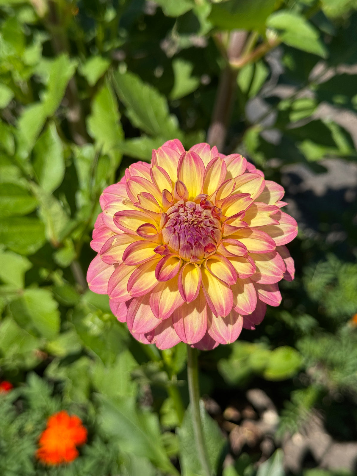 Seedling 2507
