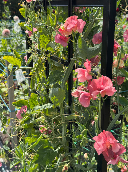 Sweet Pea - Kings Ransom