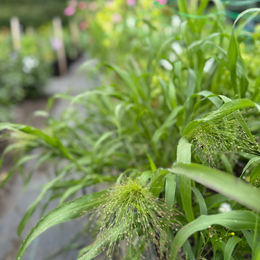 Grass - Frosted Explosion