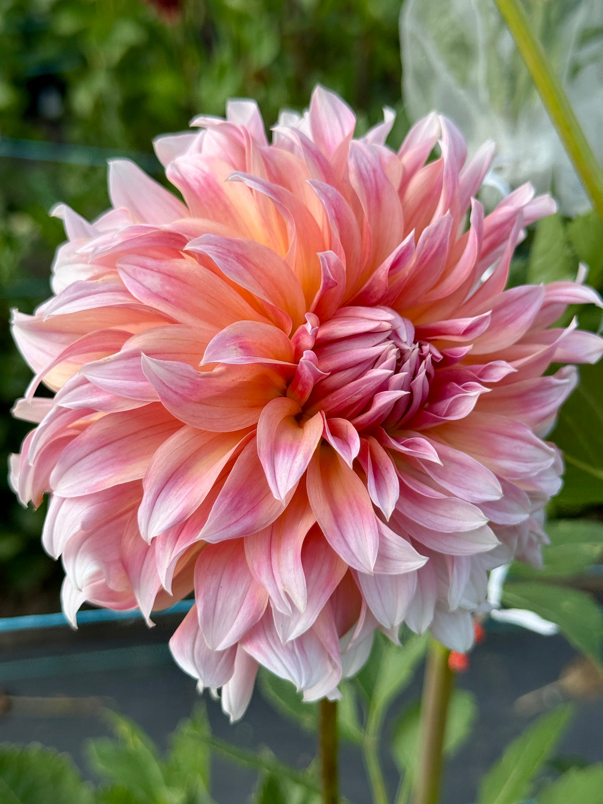 Ash Candy
