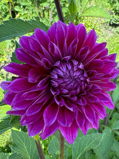 Seedling 2506