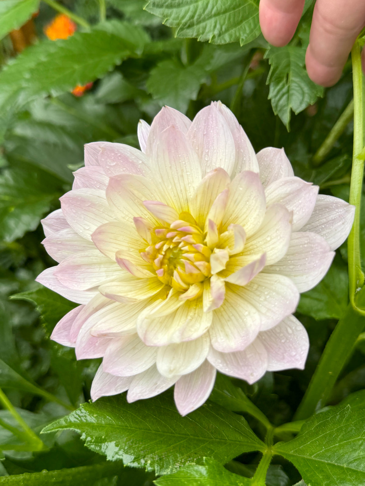 Hollyhill Lilibet