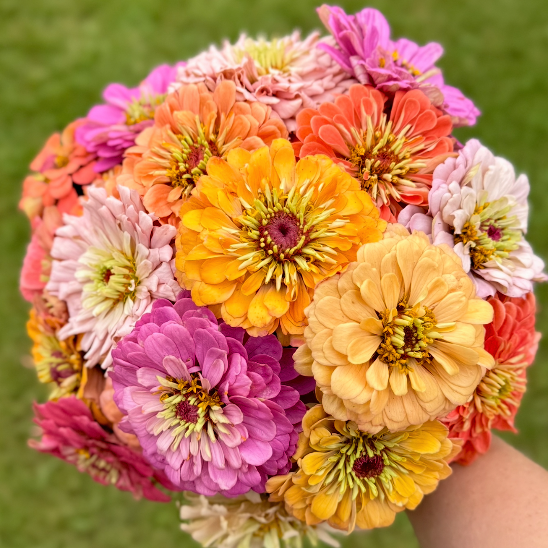 Zinnia - Mix