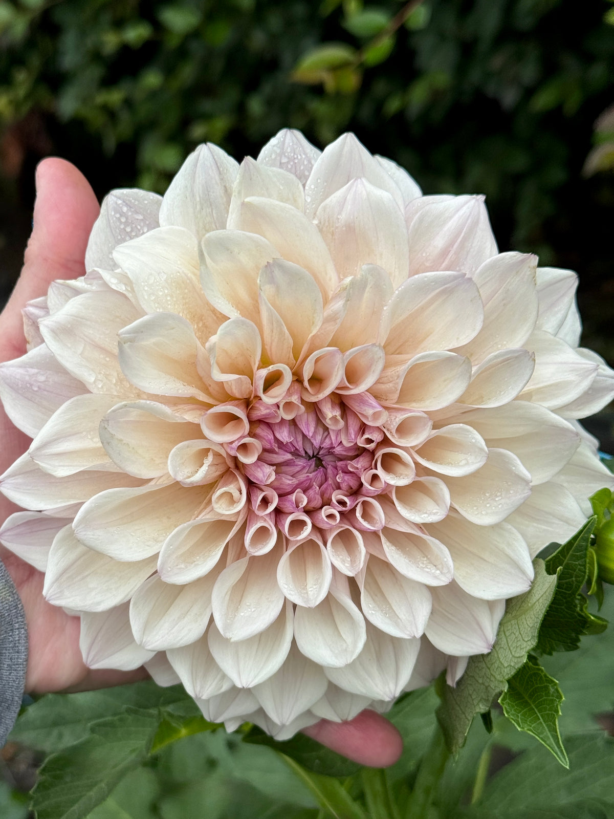 SC Pearl