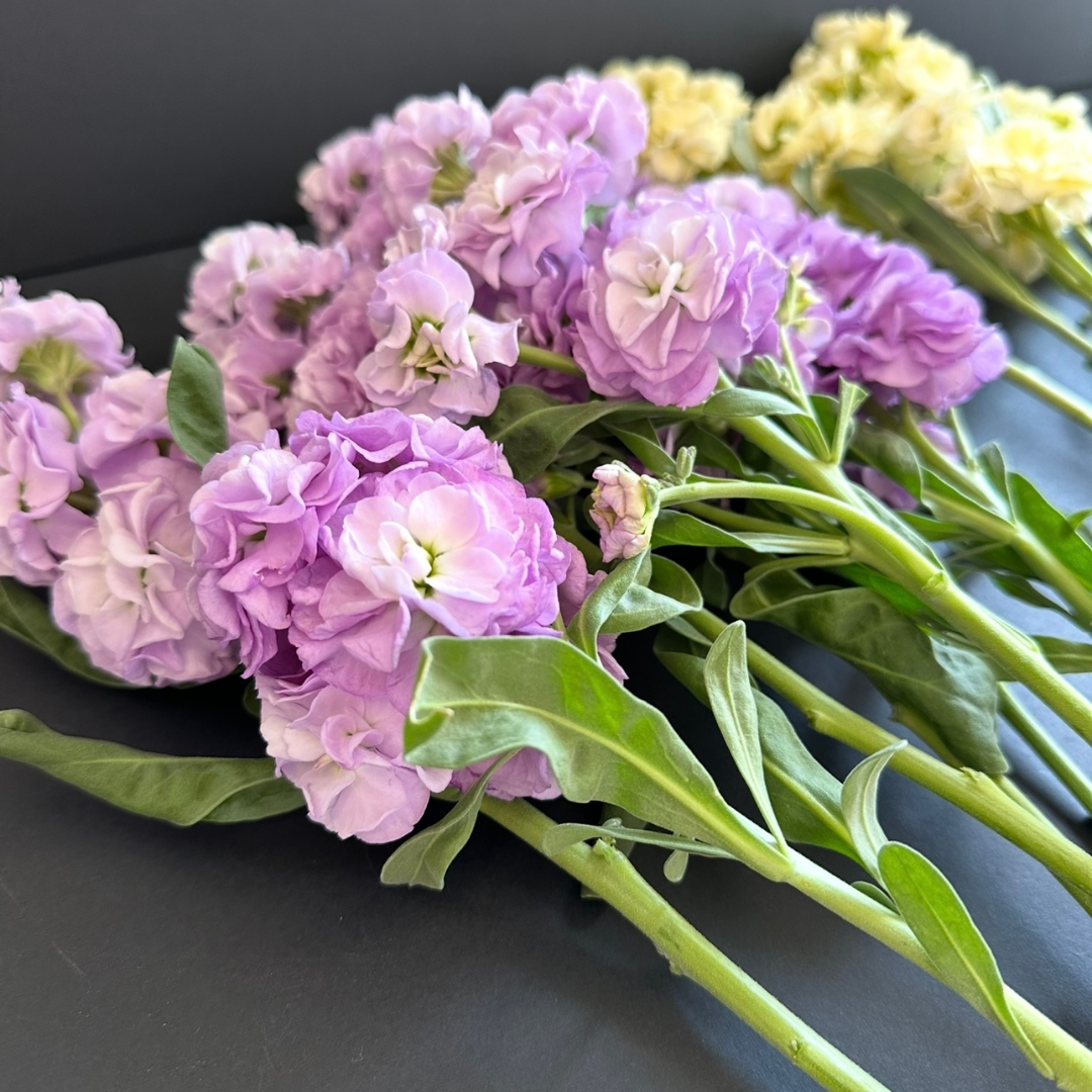 Stock - Marine Quartet