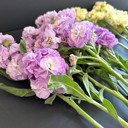 Stock - Marine Quartet