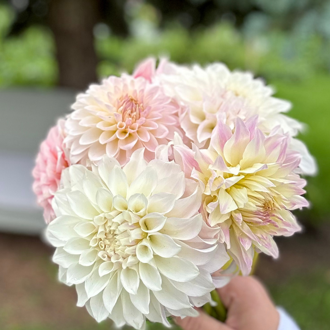 Dahlia Joy