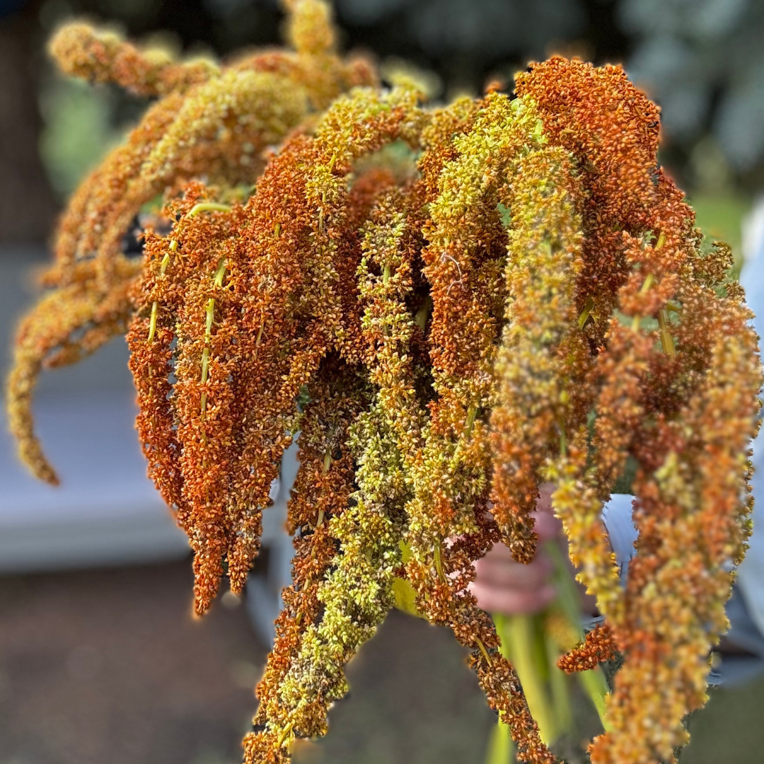 Amaranth - Autumn Touch