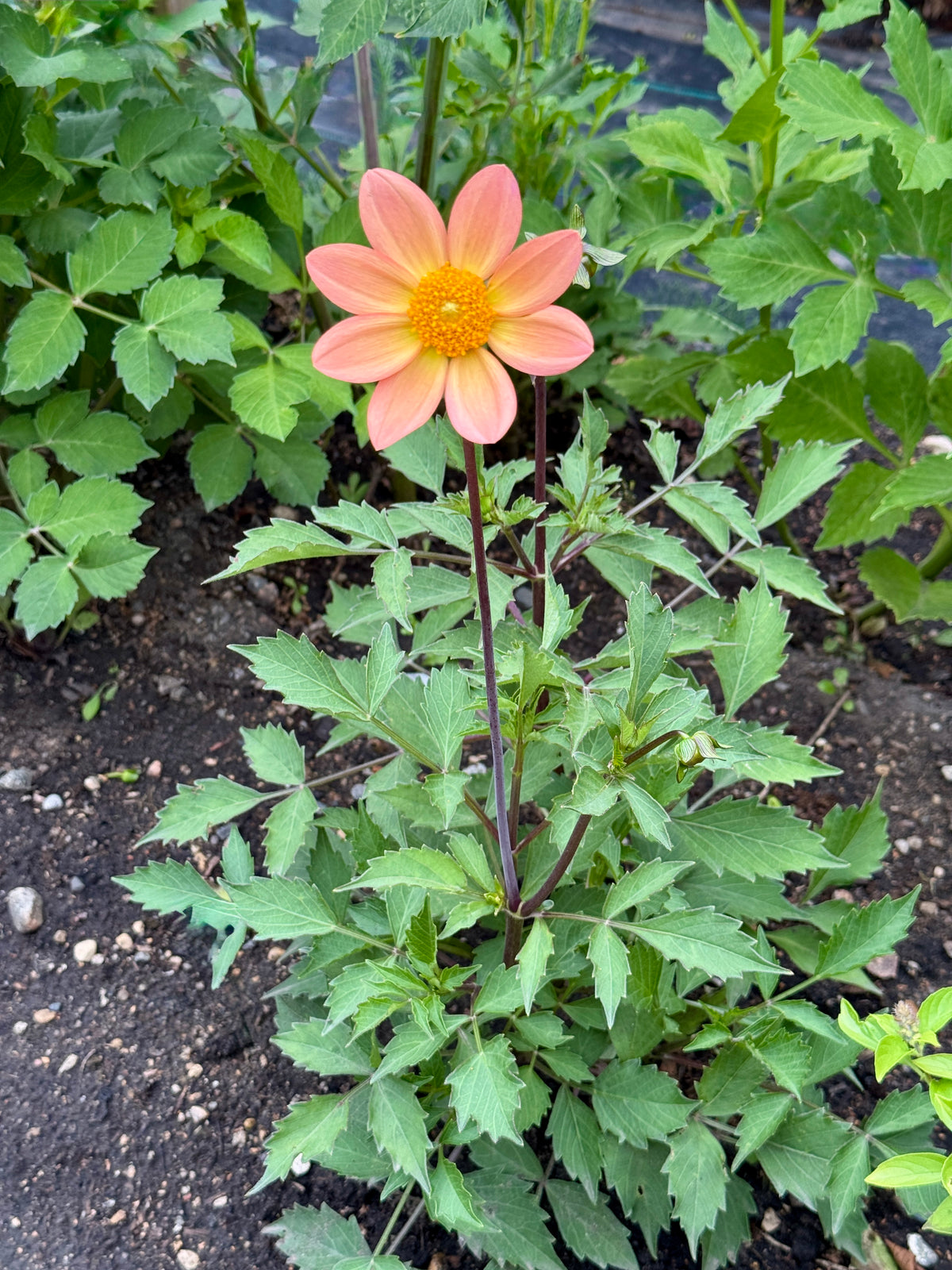 Seedling 2601