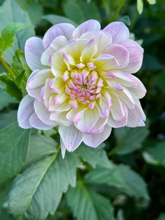 Hollyhill Lilibet