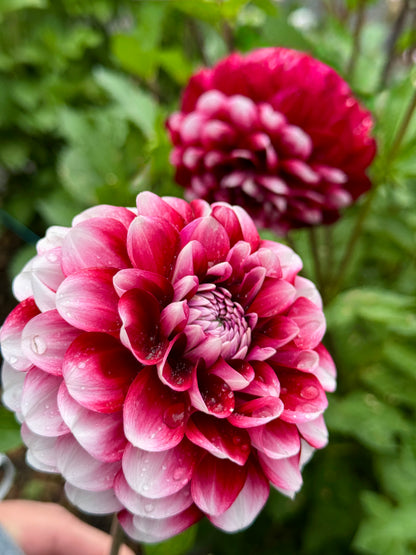 Letterkenny Dreamwalker