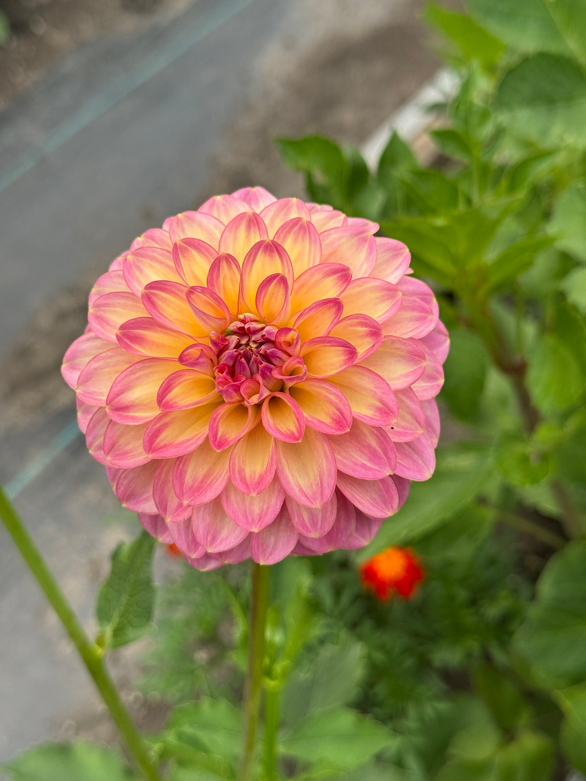 Seedling 2507