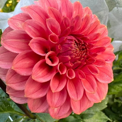 SC Keltie Rose