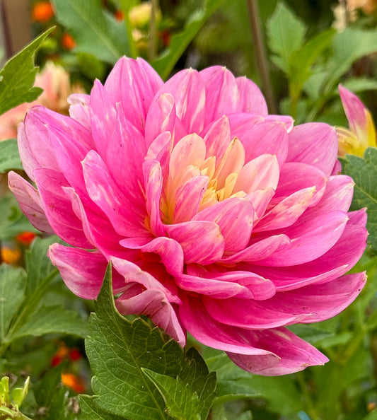 Hollyhill Pink Martini