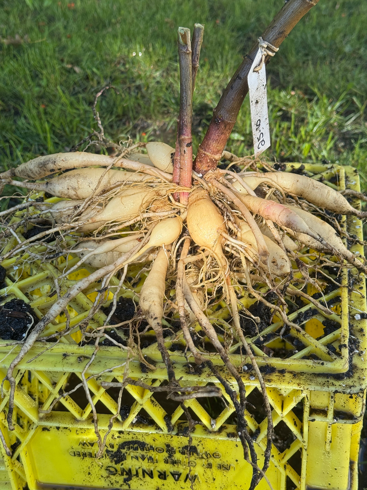 Seedling 2510
