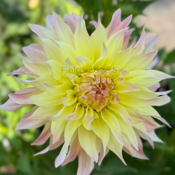 Lakeview Blush  - 1 Cutting