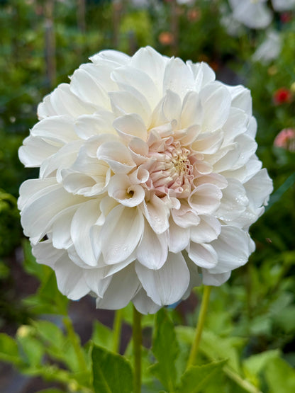 Irish Ruffles