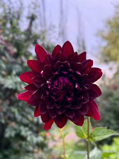 Hollyhill Black Beauty