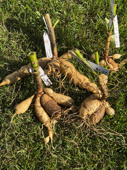 Seedling 2507