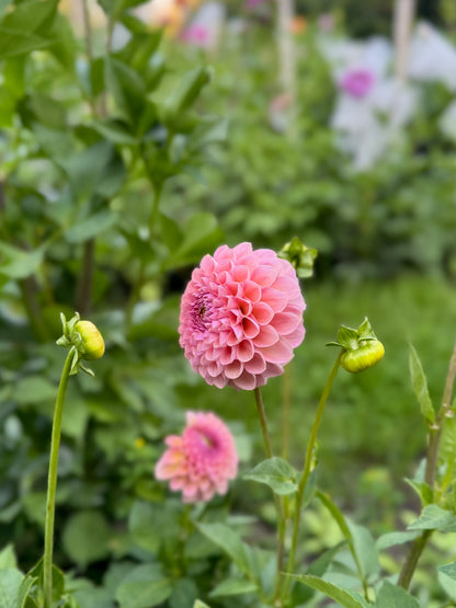 Hamari Rose