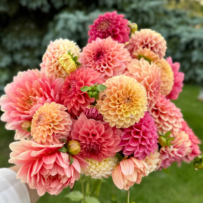 Premium Bunch Of Joy