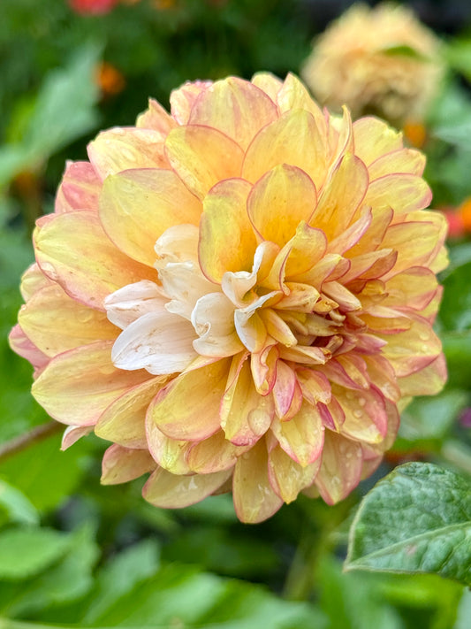 Seedling 2507