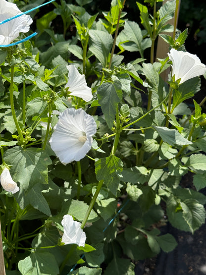 Lavatera- White