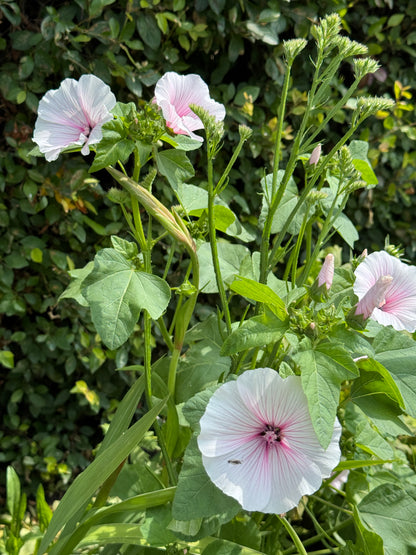 Lavatera- Blush