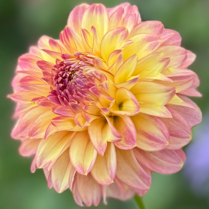 1st Year Seedlings - 2025