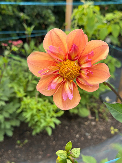 Seedling 2510