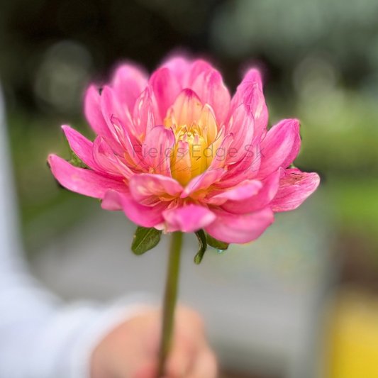 Hollyhill Pink Martini  - 1 Cutting