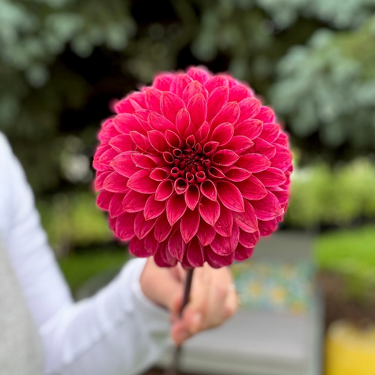 Rosie Jo - 1 Cutting