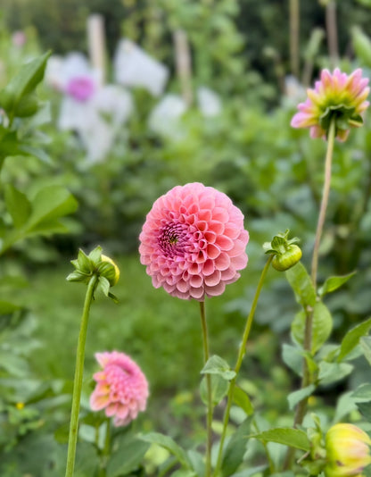 Hamari Rose  - 1 Cutting