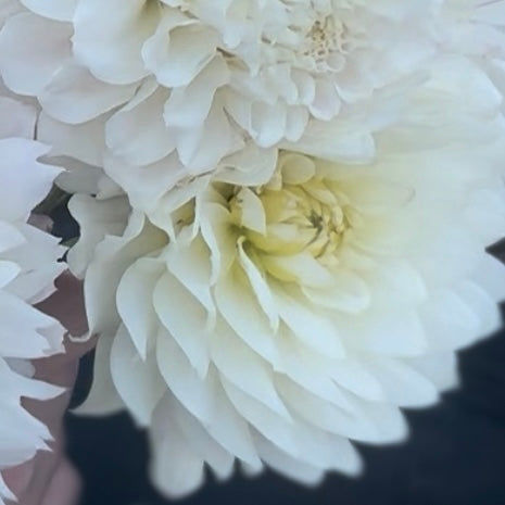 Van Isle Cirrus - 1 Cutting