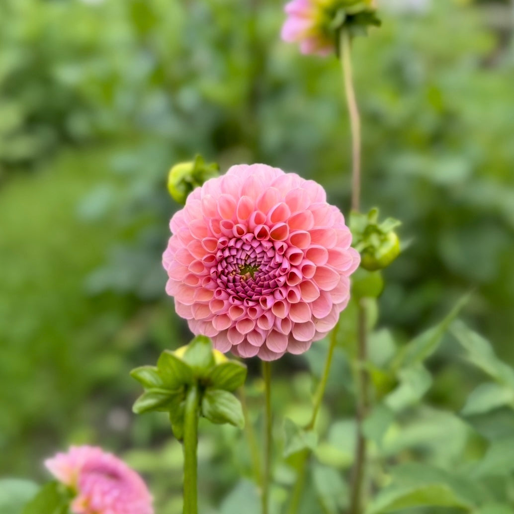 Hamari Rose - Cutting