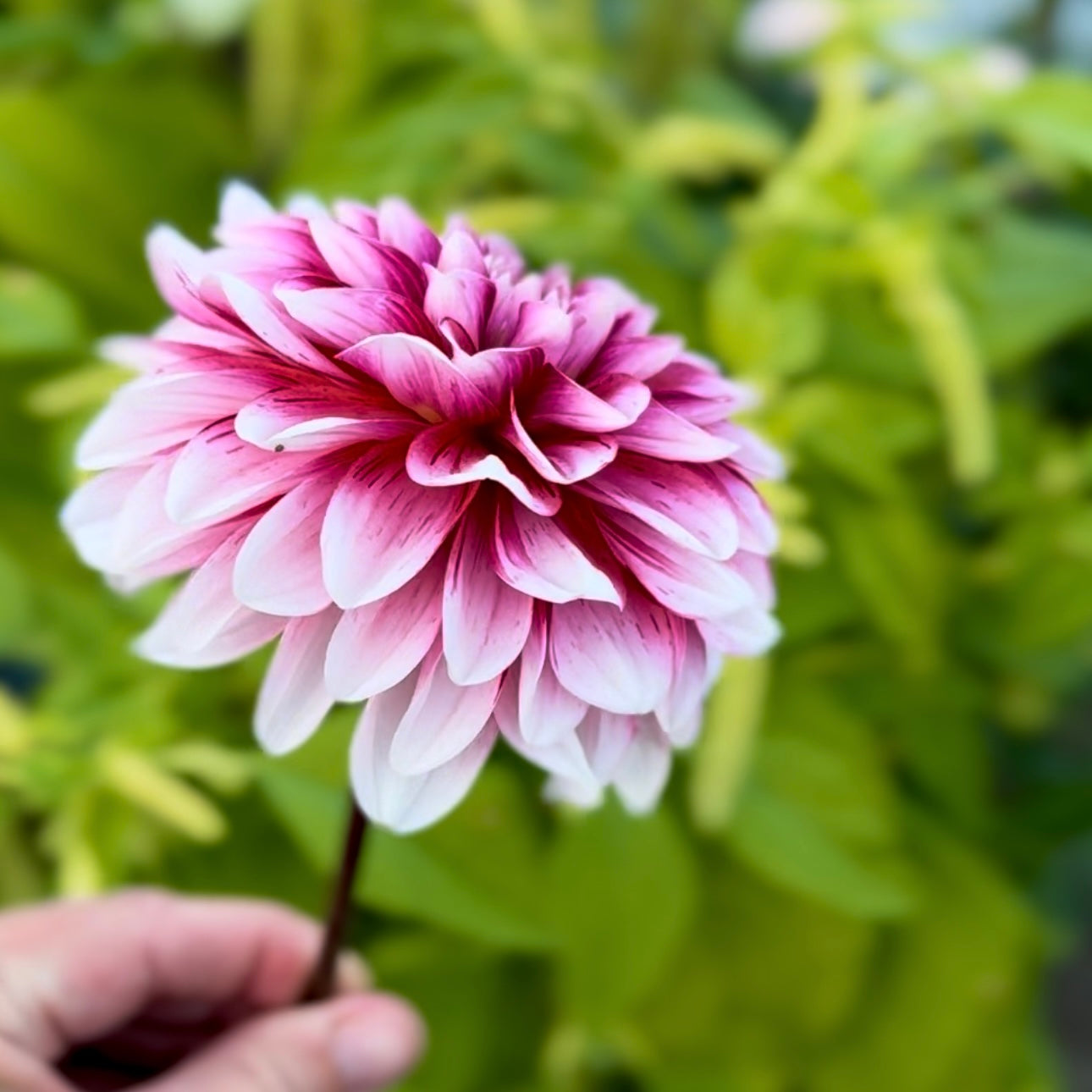 Strawberry Cream - 1 Cutting