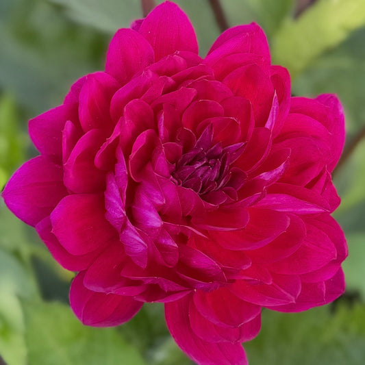 Sandia Nocturne - Potted Tuber